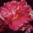 Tick Toc Red Variegated